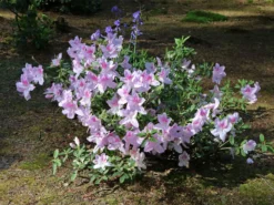 Japanische Azalee 'Ledikanense' -Deutschland Garten Funk Verkaufs-Shop japanische azalee ledikanense m004128 w 5