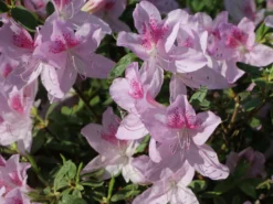 Japanische Azalee 'Ledikanense' -Deutschland Garten Funk Verkaufs-Shop japanische azalee ledikanense m004128 w 6