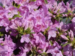 Japanische Azalee 'Ledikanense' -Deutschland Garten Funk Verkaufs-Shop japanische azalee ledikanense m004128 w 8