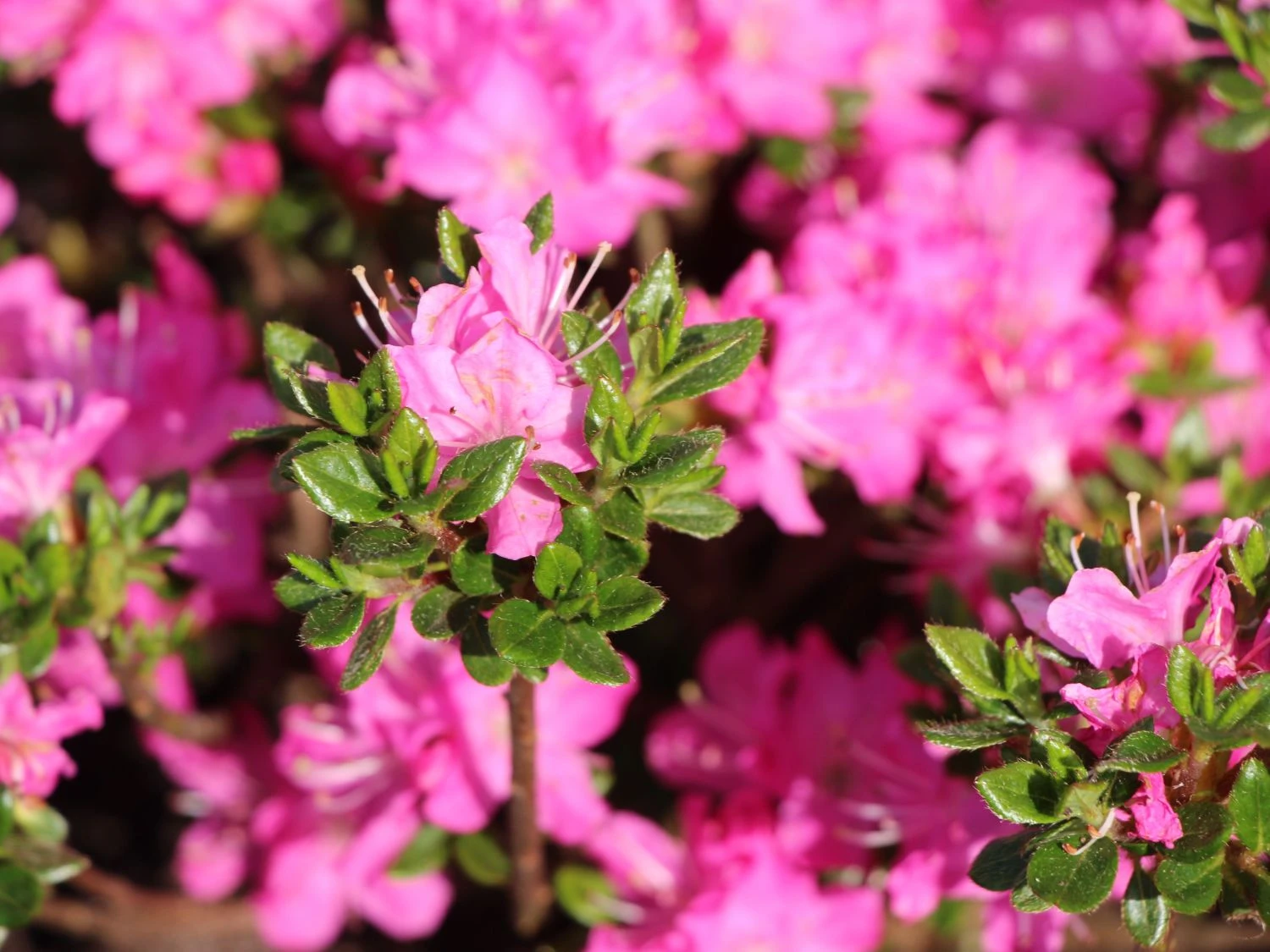 Japanische Azalee 'Maiogi' 2 Japanische Azalee 'Maiogi' – Bild 2