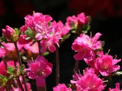 Japanische Azalee 'Maiogi' 7 Japanische Azalee 'Maiogi' -Deutschland Garten Funk Verkaufs-Shop japanische azalee maiogi m004136 w 2