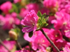 Japanische Azalee 'Maiogi' 6 Japanische Azalee 'Maiogi' -Deutschland Garten Funk Verkaufs-Shop japanische azalee maiogi m004136 w 3