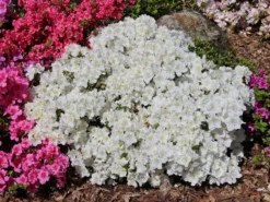 Japanische Azalee 'Maischnee' ®