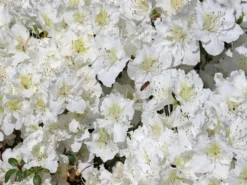 Japanische Azalee 'Maischnee' ® -Deutschland Garten Funk Verkaufs-Shop japanische azalee maischnee m049945 w 0