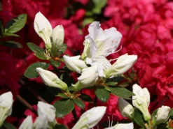 Japanische Azalee 'Maischnee' ® -Deutschland Garten Funk Verkaufs-Shop japanische azalee maischnee m049945 w 1