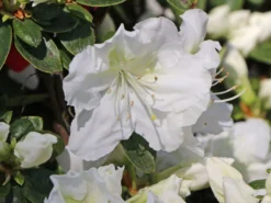 Japanische Azalee 'Maischnee' ® -Deutschland Garten Funk Verkaufs-Shop japanische azalee maischnee m049945 w 2