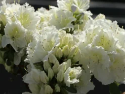 Japanische Azalee 'Maischnee' ® -Deutschland Garten Funk Verkaufs-Shop japanische azalee maischnee m049945 w 4