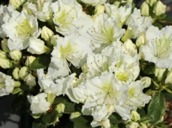 Japanische Azalee 'Maischnee' ® -Deutschland Garten Funk Verkaufs-Shop japanische azalee maischnee m049945 w 5