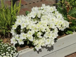 Japanische Azalee 'Maischnee' ® -Deutschland Garten Funk Verkaufs-Shop japanische azalee maischnee m049945 w 6