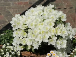 Japanische Azalee 'Maischnee' ® -Deutschland Garten Funk Verkaufs-Shop japanische azalee maischnee m049945 w 7