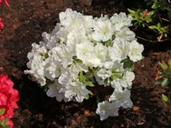 Japanische Azalee 'Maischnee' ® -Deutschland Garten Funk Verkaufs-Shop japanische azalee maischnee m049945 w 8