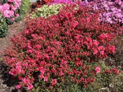 Japanische Azalee 'Maraschino' ® -Deutschland Garten Funk Verkaufs-Shop japanische azalee maraschino m080523 w 1