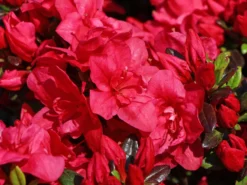 Japanische Azalee 'Maraschino' ® -Deutschland Garten Funk Verkaufs-Shop japanische azalee maraschino m080523 w 4