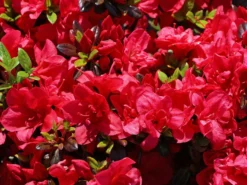 Japanische Azalee 'Maraschino' ® -Deutschland Garten Funk Verkaufs-Shop japanische azalee maraschino m080523 w 5