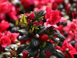 Japanische Azalee 'Maruschka' (S) -Deutschland Garten Funk Verkaufs-Shop japanische azalee maruschka s m006900 w 0