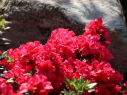 Japanische Azalee 'Maruschka' (S) -Deutschland Garten Funk Verkaufs-Shop japanische azalee maruschka s m006900 w 2