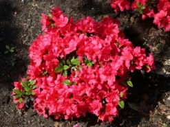 Japanische Azalee 'Maruschka' (S) -Deutschland Garten Funk Verkaufs-Shop japanische azalee maruschka s m006900 w 3
