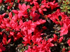 Japanische Azalee 'Maruschka' (S) -Deutschland Garten Funk Verkaufs-Shop japanische azalee maruschka s m006900 w 4