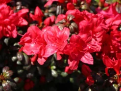 Japanische Azalee 'Maruschka' (S) -Deutschland Garten Funk Verkaufs-Shop japanische azalee maruschka s m006900 w 5