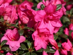 Japanische Azalee 'Melina' -Deutschland Garten Funk Verkaufs-Shop japanische azalee melina m004142 w 1