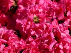 Japanische Azalee 'Melina' -Deutschland Garten Funk Verkaufs-Shop japanische azalee melina m004142 w 2