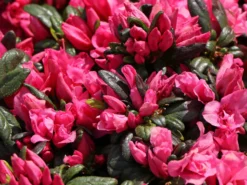 Japanische Azalee 'Melina' -Deutschland Garten Funk Verkaufs-Shop japanische azalee melina m004142 w 3