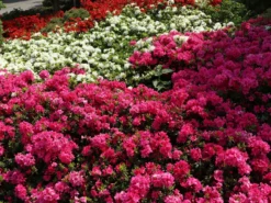 Japanische Azalee 'Melina' -Deutschland Garten Funk Verkaufs-Shop japanische azalee melina m004142 w 5