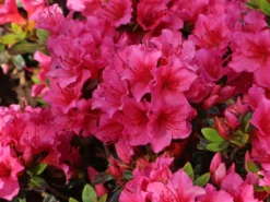 Japanische Azalee 'Michiko' -Deutschland Garten Funk Verkaufs-Shop japanische azalee michiko m007862 w 1