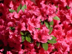 Japanische Azalee 'Michiko' -Deutschland Garten Funk Verkaufs-Shop japanische azalee michiko m007862 w 2