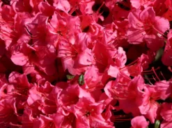 Japanische Azalee 'Michiko' -Deutschland Garten Funk Verkaufs-Shop japanische azalee michiko m007862 w 3