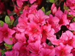 Japanische Azalee 'Michiko' -Deutschland Garten Funk Verkaufs-Shop japanische azalee michiko m007862 w 5