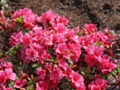 Japanische Azalee 'Michiko' -Deutschland Garten Funk Verkaufs-Shop japanische azalee michiko m007862 w 6