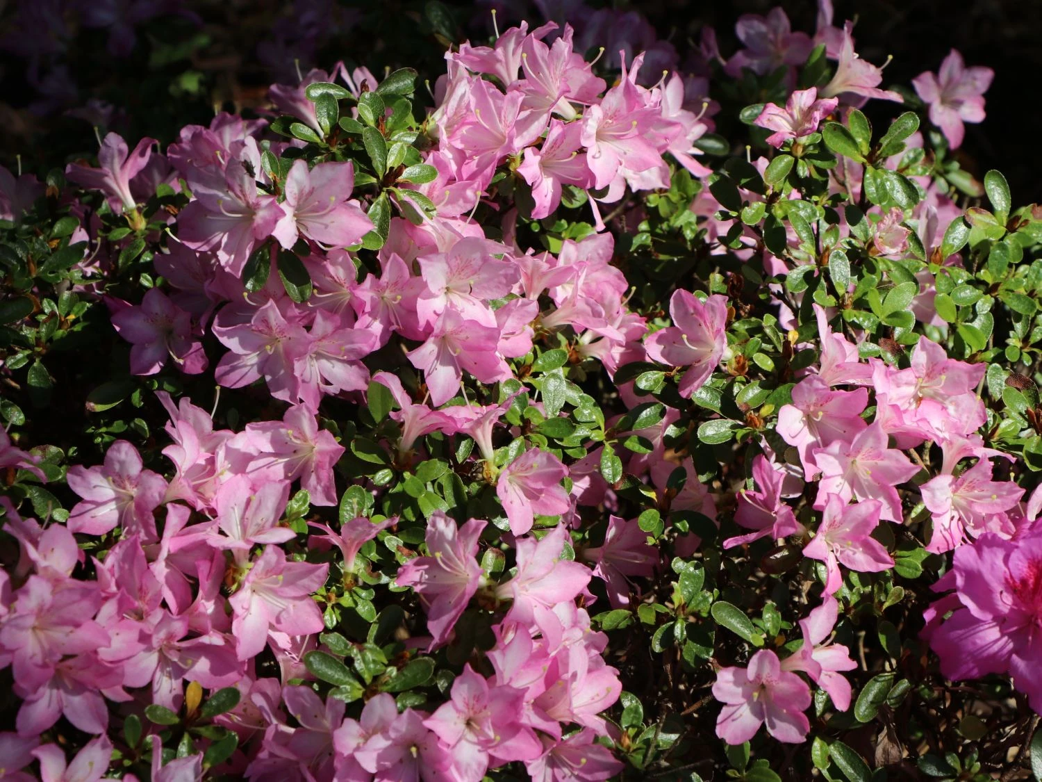 Japanische Azalee 'Negligé' ® 1 Japanische Azalee 'Negligé' ®