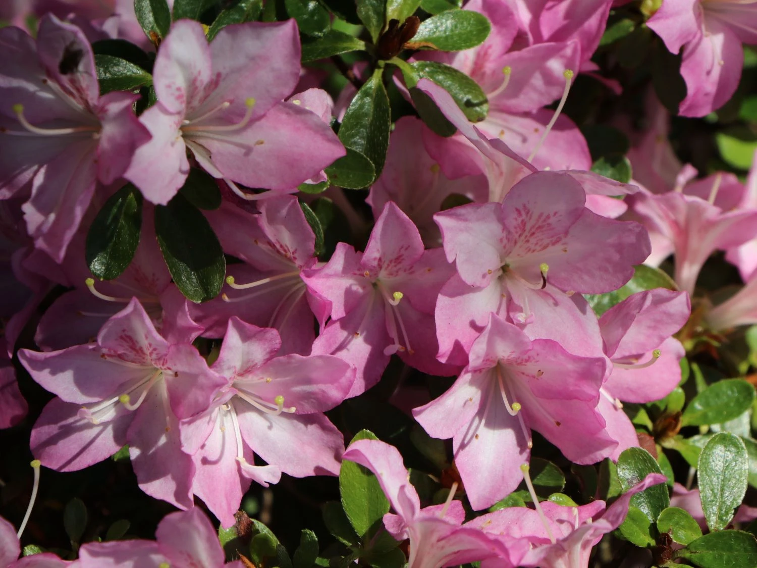 Japanische Azalee 'Negligé' ® 2 Japanische Azalee 'Negligé' ® – Bild 2