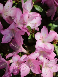 Japanische Azalee 'Negligé' ® 11 Japanische Azalee 'Negligé' ® -Deutschland Garten Funk Verkaufs-Shop japanische azalee neglig m095887 w 1