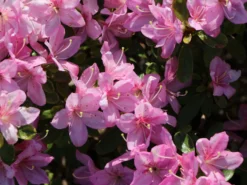 Japanische Azalee 'Negligé' ® 12 Japanische Azalee 'Negligé' ® -Deutschland Garten Funk Verkaufs-Shop japanische azalee neglig m095887 w 4