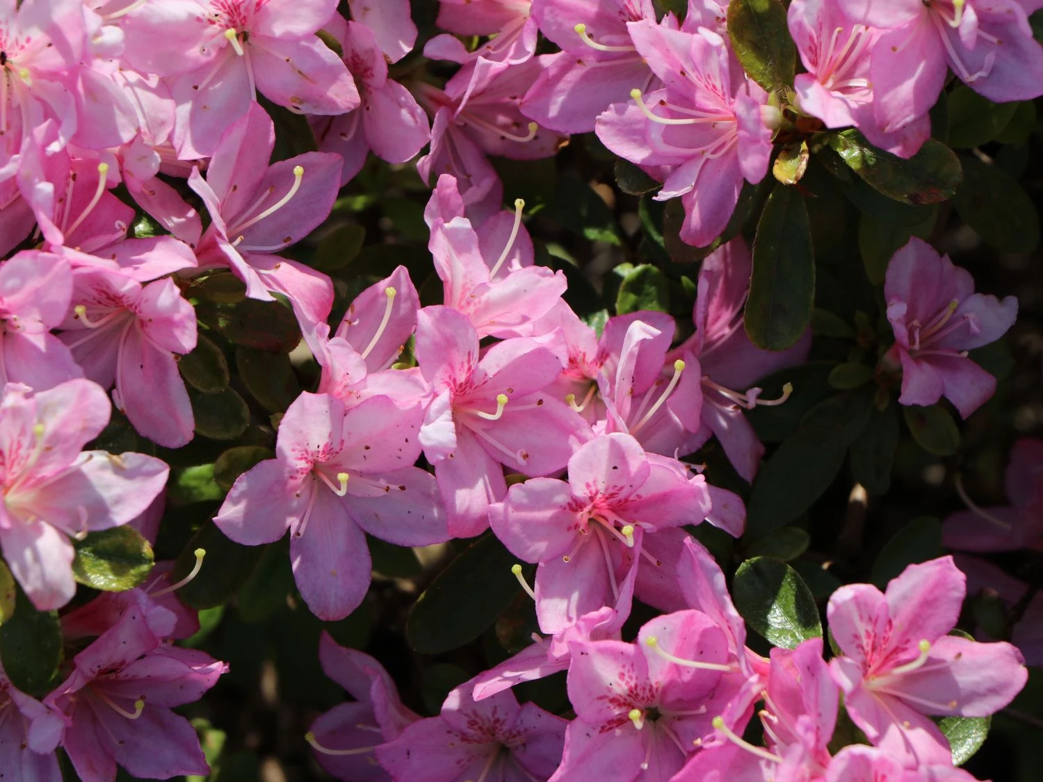 Japanische Azalee 'Negligé' ® 6 Japanische Azalee 'Negligé' ® – Bild 6