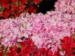 Japanische Azalee 'Negligé' ® 13 Japanische Azalee 'Negligé' ® -Deutschland Garten Funk Verkaufs-Shop japanische azalee neglig m095887 w 5