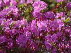 Japanische Azalee 'Otava' -Deutschland Garten Funk Verkaufs-Shop japanische azalee otava m006902 w 1