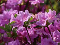 Japanische Azalee 'Otava' -Deutschland Garten Funk Verkaufs-Shop japanische azalee otava m006902 w 2