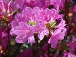 Japanische Azalee 'Otava' -Deutschland Garten Funk Verkaufs-Shop japanische azalee otava m006902 w 3