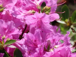 Japanische Azalee 'Otava' -Deutschland Garten Funk Verkaufs-Shop japanische azalee otava m006902 w 6