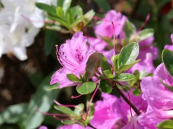 Japanische Azalee 'Otava' -Deutschland Garten Funk Verkaufs-Shop japanische azalee otava m006902 w 7