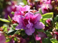 Japanische Azalee 'Peppina' ® -Deutschland Garten Funk Verkaufs-Shop japanische azalee peppina m003396 w 2