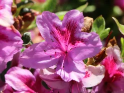 Japanische Azalee 'Peppina' ® -Deutschland Garten Funk Verkaufs-Shop japanische azalee peppina m003396 w 3