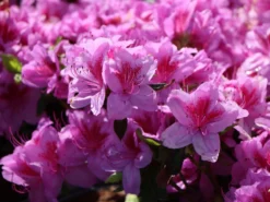 Japanische Azalee 'Peppina' ® -Deutschland Garten Funk Verkaufs-Shop japanische azalee peppina m003396 w 4