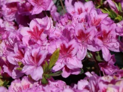 Japanische Azalee 'Peppina' ® -Deutschland Garten Funk Verkaufs-Shop japanische azalee peppina m003396 w 5