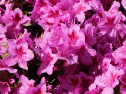 Japanische Azalee 'Peppina' ® -Deutschland Garten Funk Verkaufs-Shop japanische azalee peppina m003396 w 6