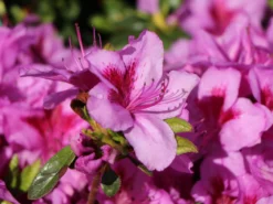 Japanische Azalee 'Peppina' ® -Deutschland Garten Funk Verkaufs-Shop japanische azalee peppina m003396 w 7