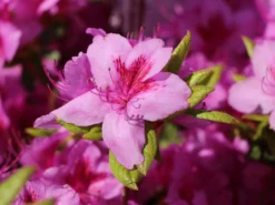 Japanische Azalee 'Peppina' ® -Deutschland Garten Funk Verkaufs-Shop japanische azalee peppina m003396 w 8